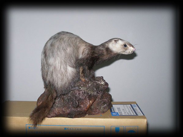 Furetto